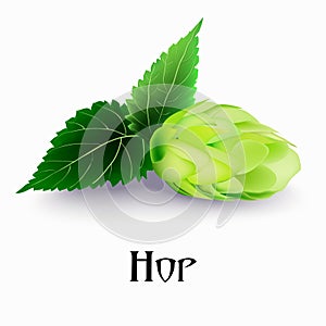 Vector illustration of a hop plant.